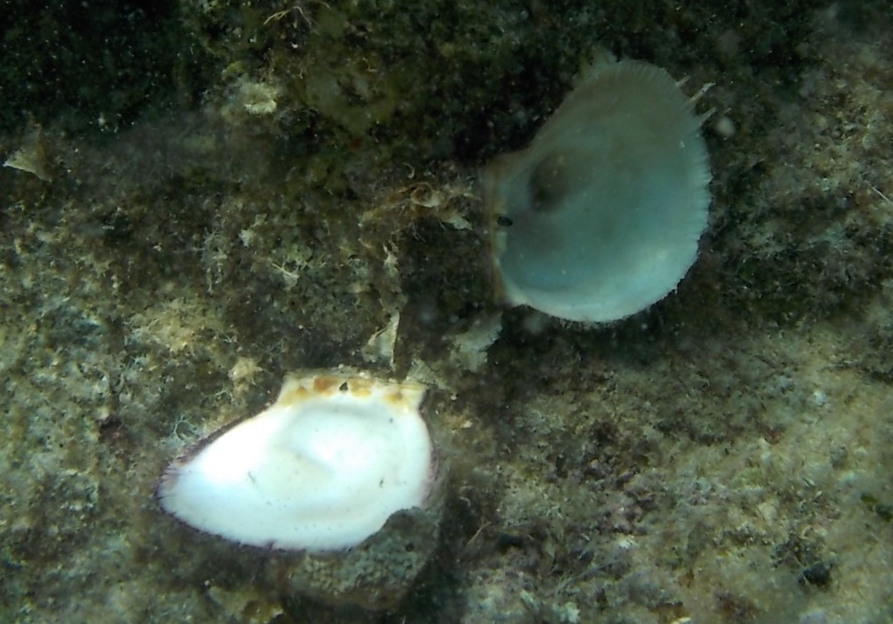 mollusco grande a Cefalonia